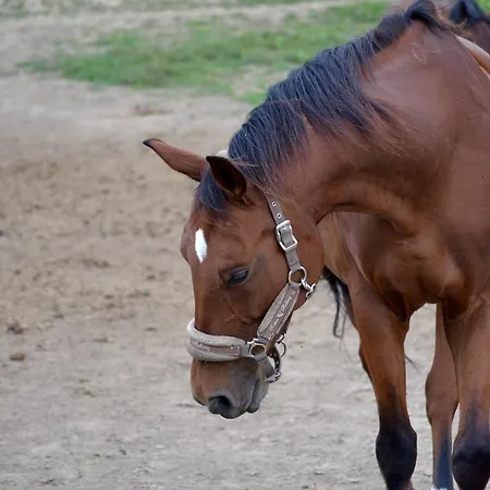 Nemesvamosi Sportistallo Lägenhet *